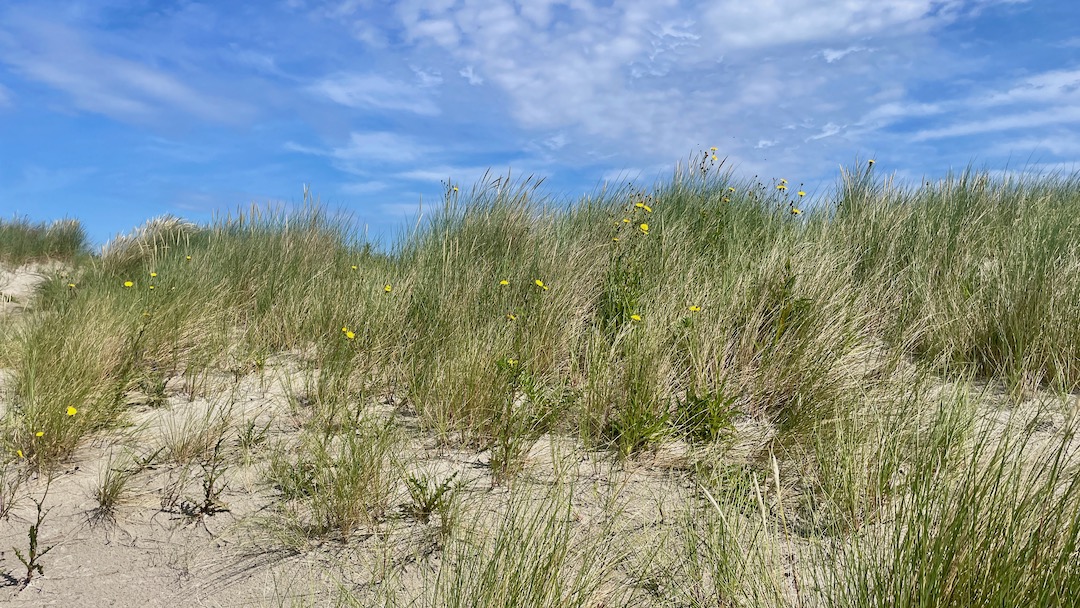Norderney Düne
