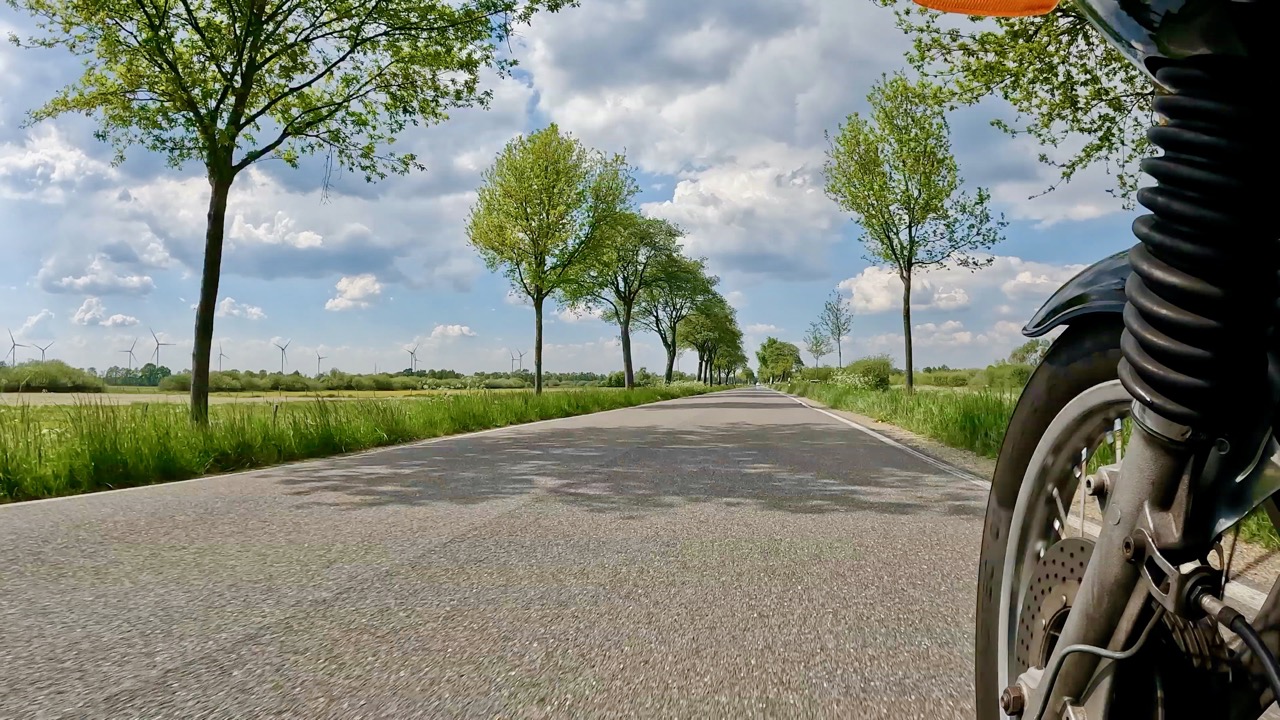 Allee im Mai