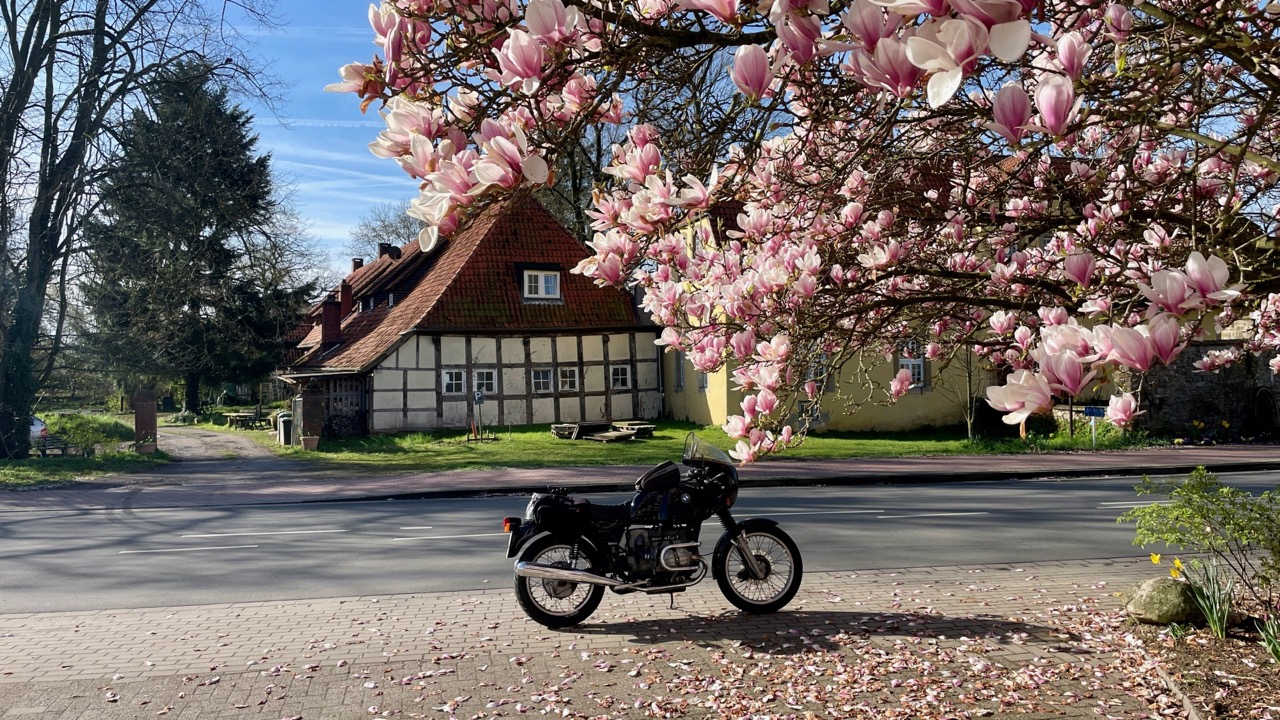 Magnolien in Malgerten km 13870.jpg