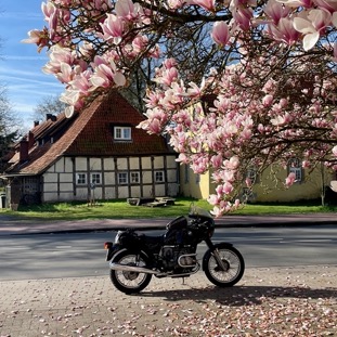 Magnolien in Malgerten km 13870.jpg