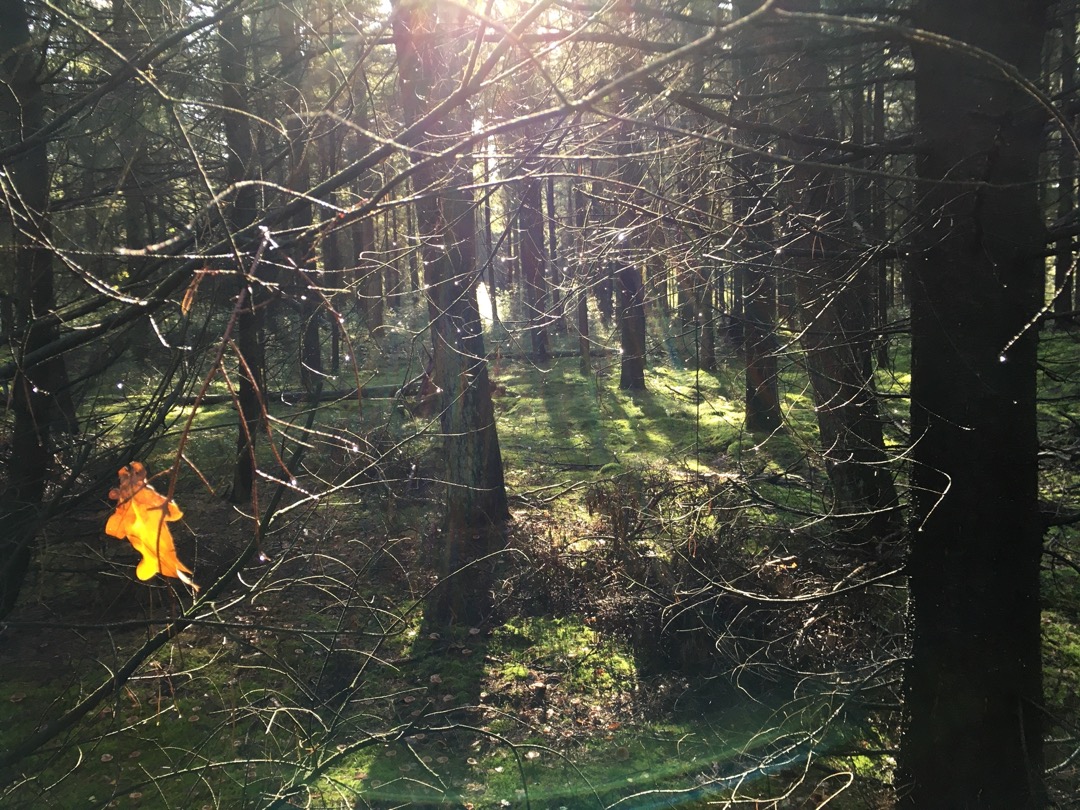 Pilzwald.jpg