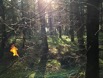 Pilzwald.jpg