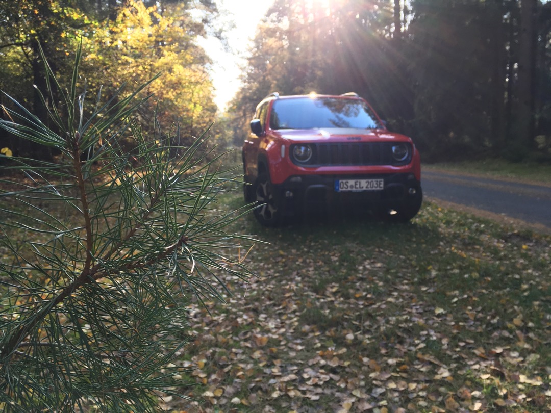 Jeep im Pilzwald.jpeg