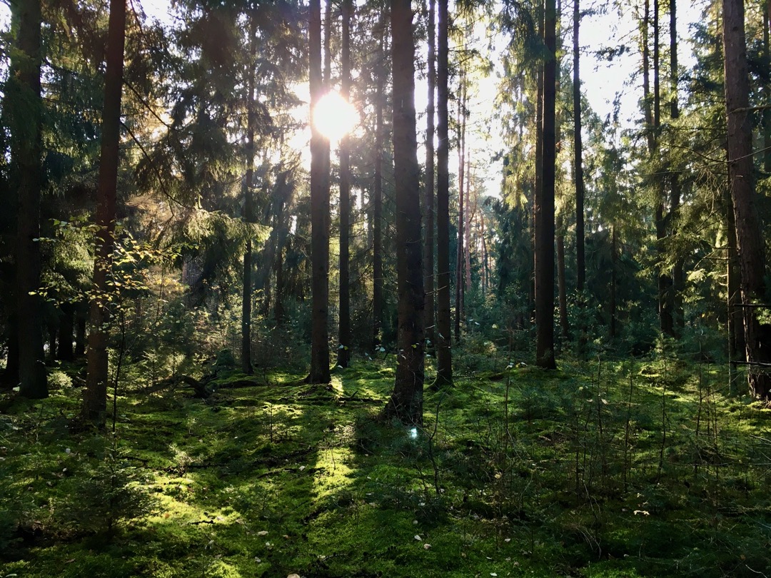 Jeep im Pilzwald.jpeg