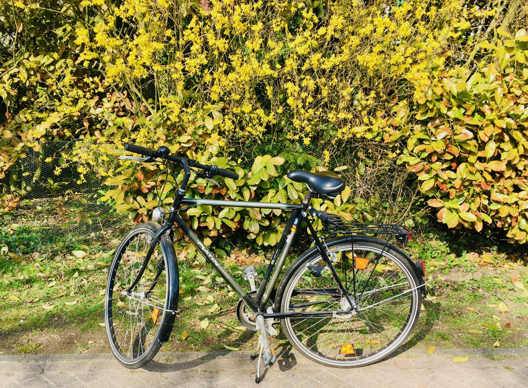 FahrradForsythie.jpeg