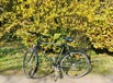 FahrradForsythie.jpeg