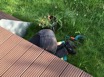 Gartenarbeit.jpeg