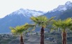 Palmen und Berge.jpeg