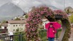 Pink Schenna.jpeg
