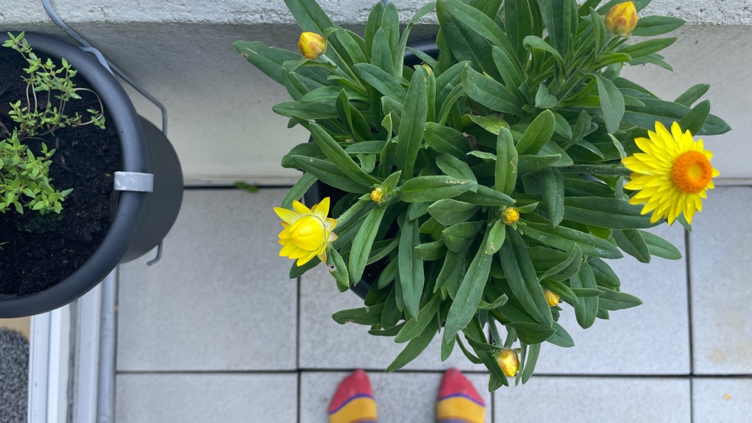 bunter Balkon.jpeg