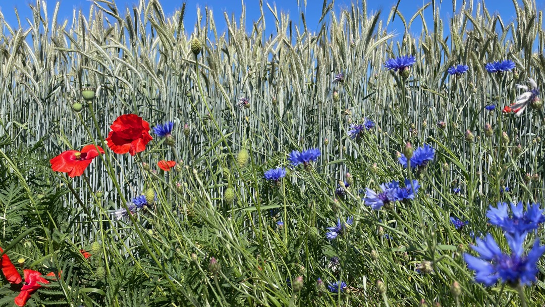 Mohn und Kornblumen.jpeg