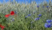 Mohn und Kornblumen.jpeg