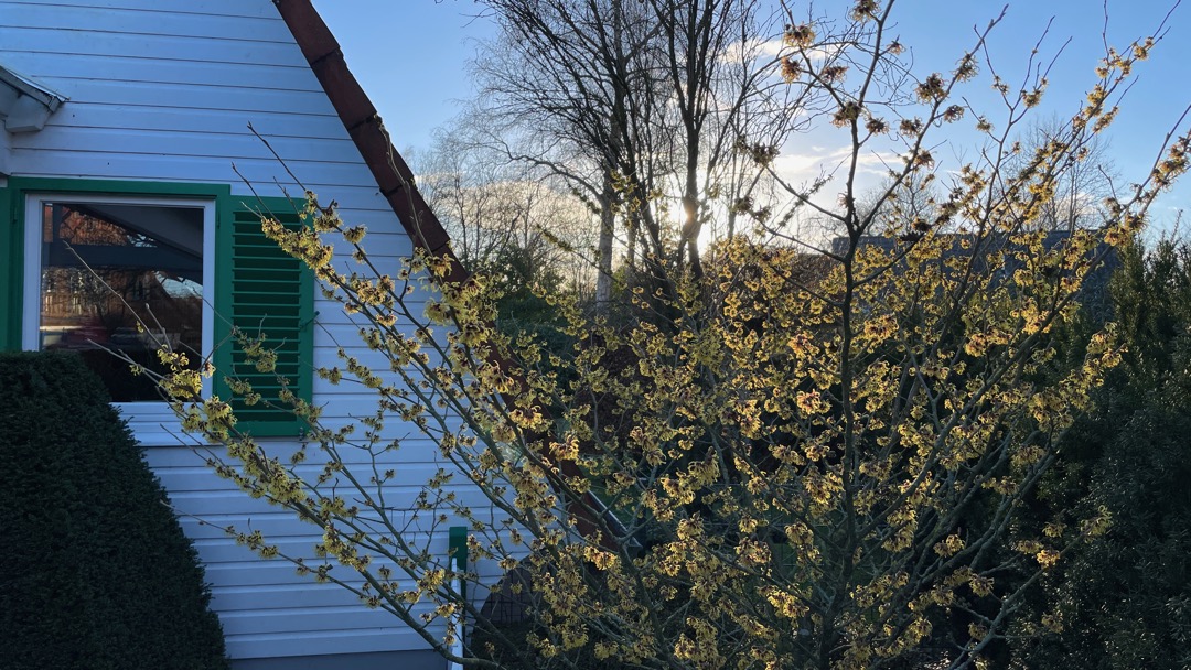 Vorgarten im Januar.jpeg