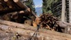 Holzlücke.jpeg