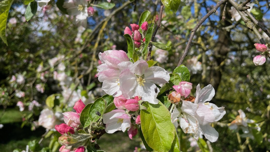 Blüte Walchhof 1.jpeg