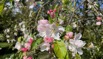 Blüte Walchhof 1.jpeg