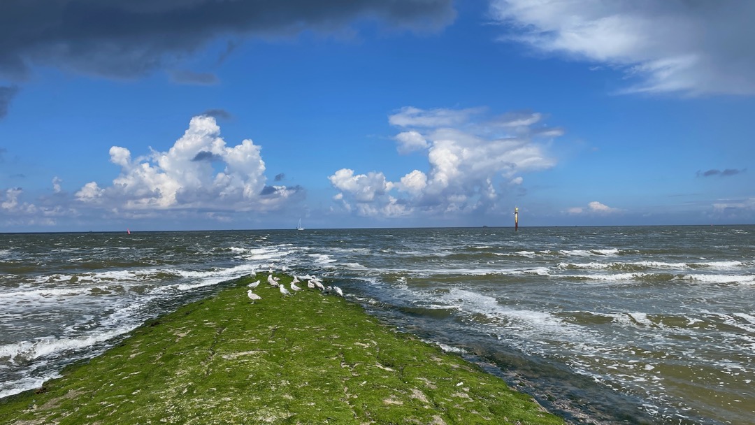 Norderney Möwen.jpeg