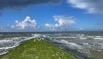 Norderney Möwen.jpeg
