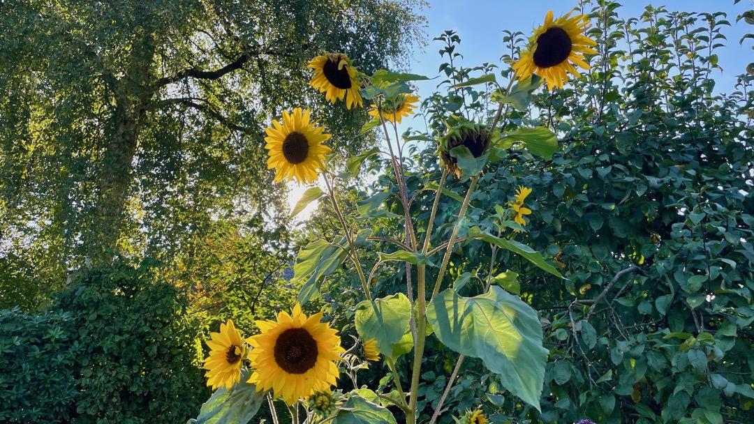 Sonnenblumenerfolge.jpeg
