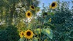 Sonnenblumenerfolge.jpeg