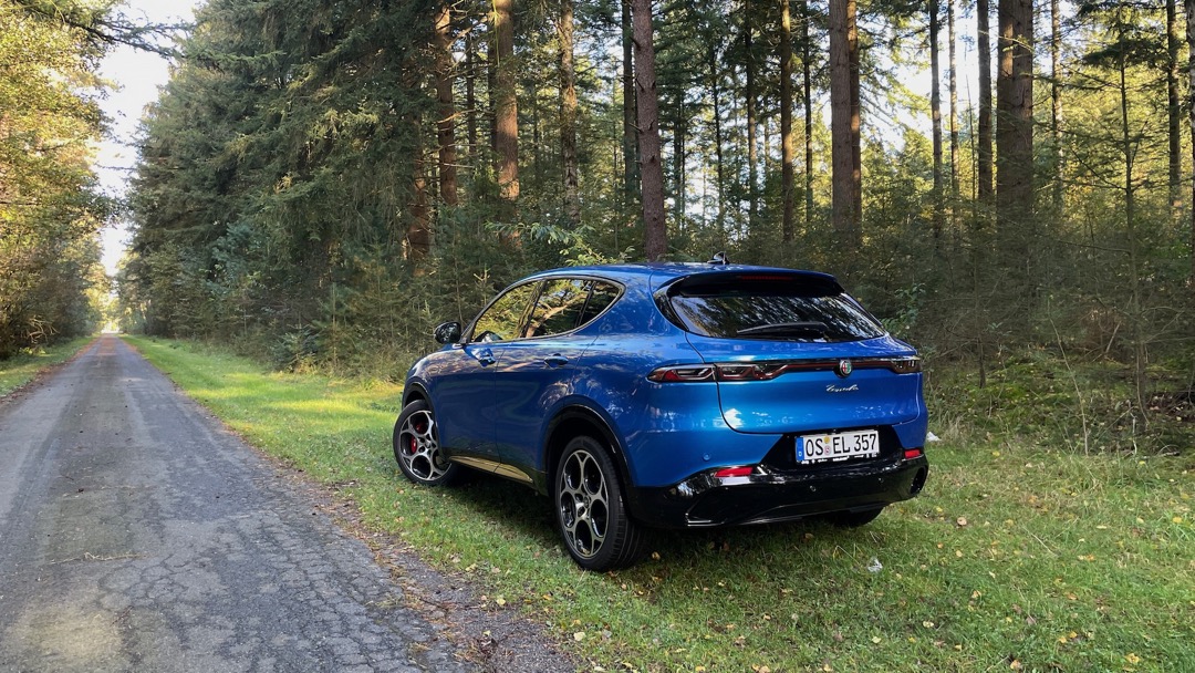 Alfa im Pilzwald.jpeg