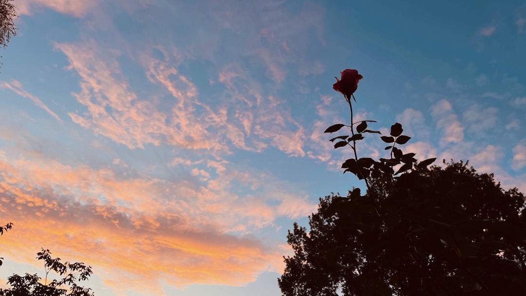 rosa Rose.jpeg