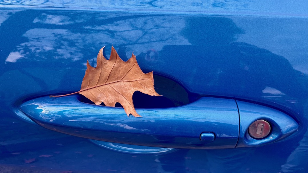 Alfaherbst.jpeg