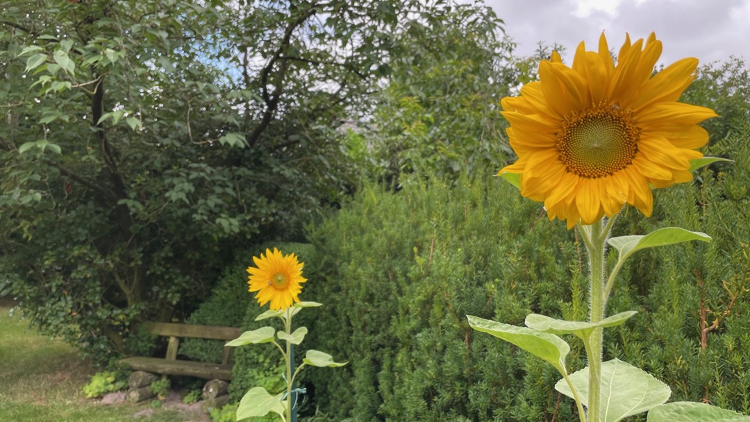 2 Sonnenblumen.jpg
