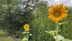2 Sonnenblumen.jpg