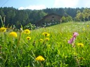 Almwiese oberhalb Verdins