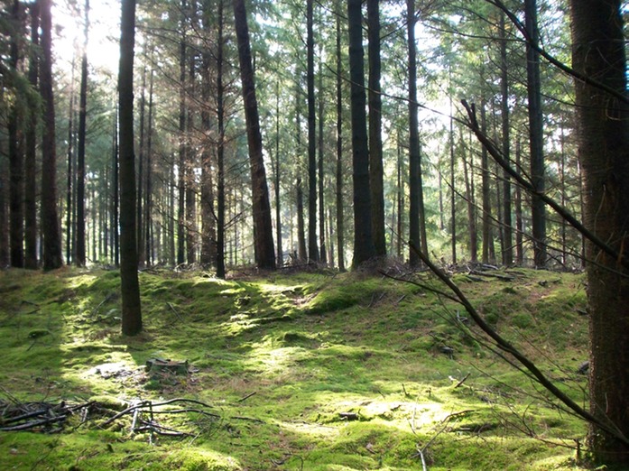 du deutscher Wald