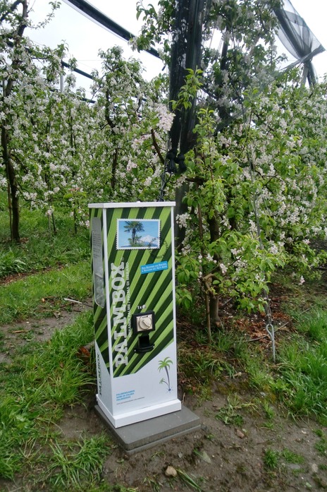 Palmenautomat