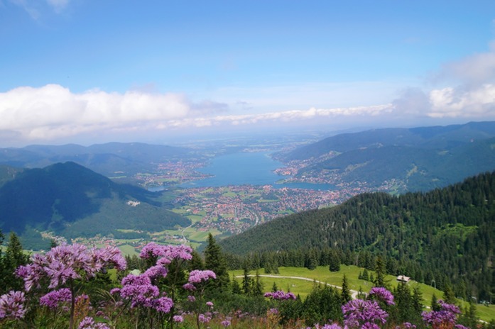 Disteln vor dem Tegernsee