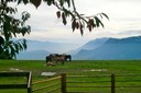 Herde mit Aussicht Richtung Italien