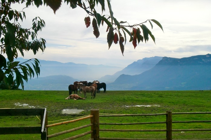 Herde mit Aussicht Richtung Italien