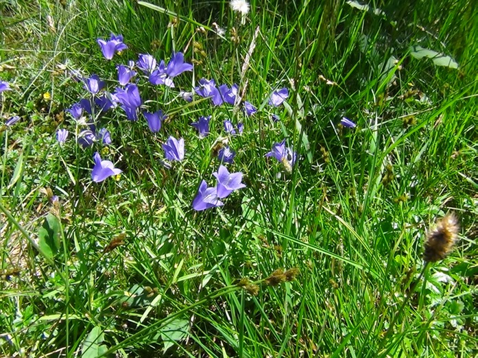 blau blht der Enzian