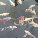 Koi