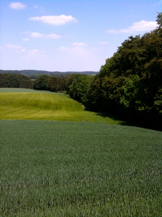 Felder bei Borgloh