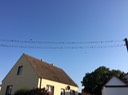 Birds aon a wire