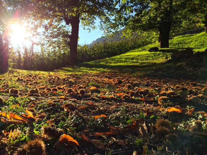 Keschtn-Wald