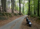 Harley im Herbstwald