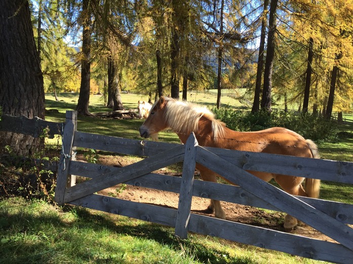 Haflinger