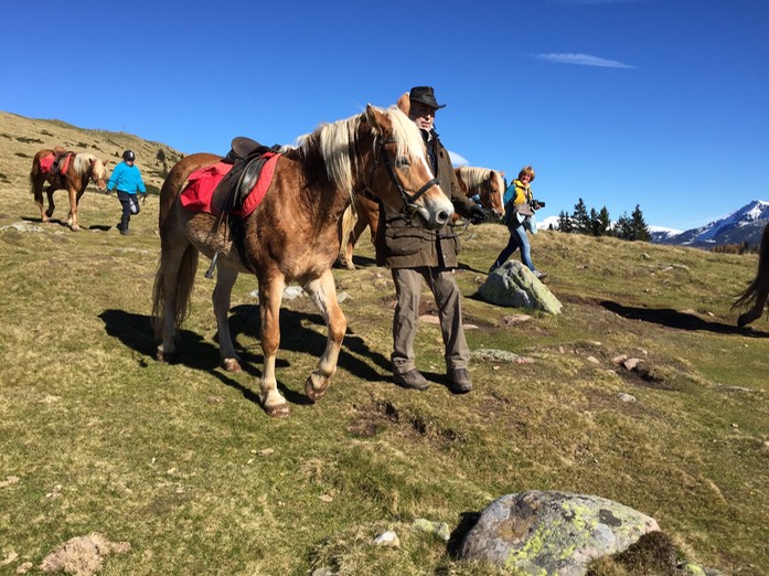 Haflinger mit Gsten