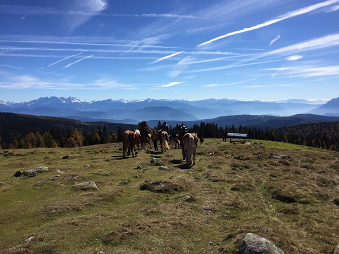 Haflinger beim Abstieg