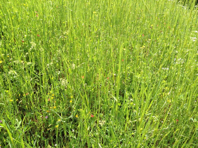 Gras1