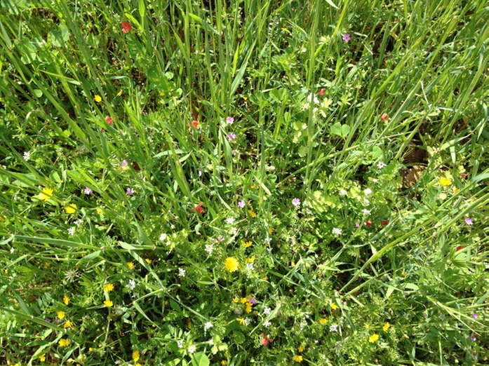 Gras2