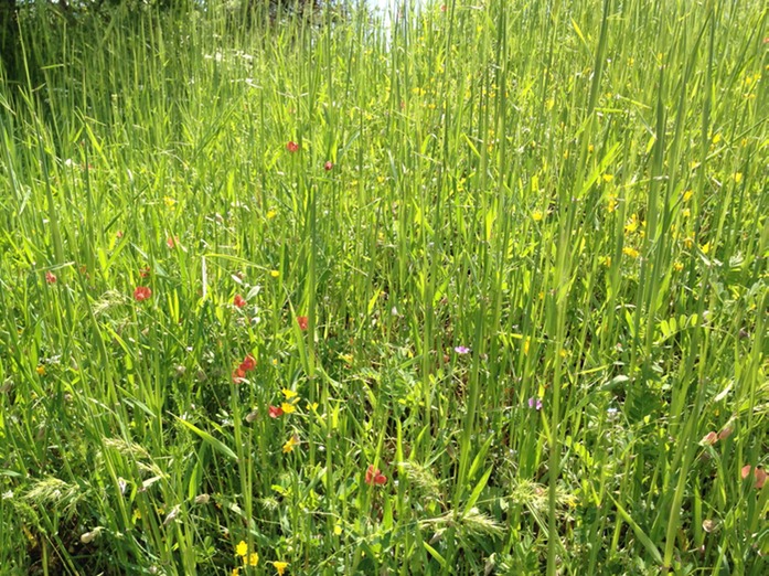 Gras3