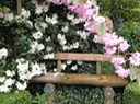 Rhododendron mit Bank