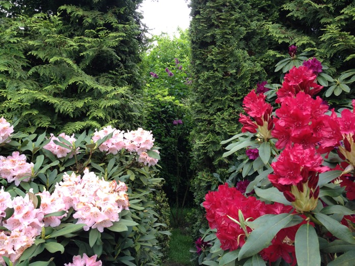 Rhododendron und Flieder