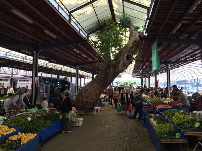 Baum in Halle